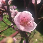 Sa Mariposa Panzió Muravera