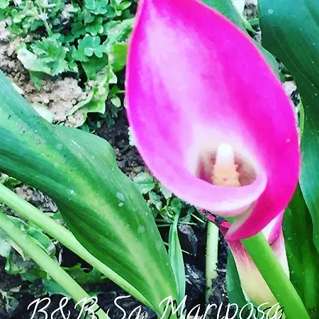 Sa Mariposa Отель типа 