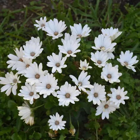 Sa Mariposa Отель типа 