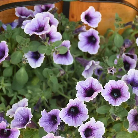 Sa Mariposa B&B 무라베라