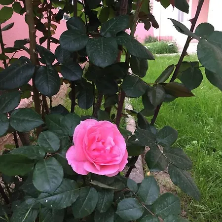 B&B Sa Mariposa 무라베라
