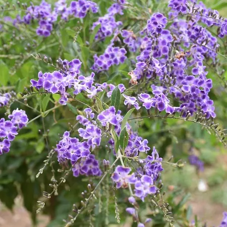 Sa Mariposa ベッド・アンド・ブレックファスト