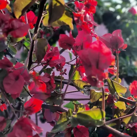 Sa Mariposa *