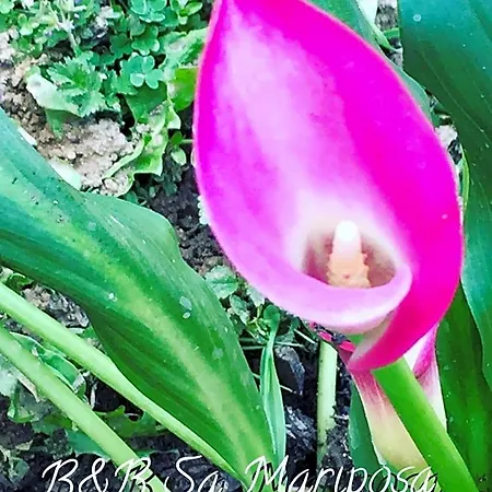 Bed and breakfast Sa Mariposa