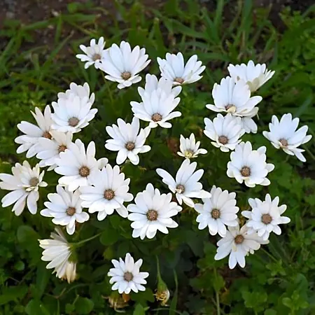 Sa Mariposa 4*