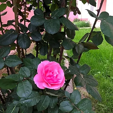 Sa Mariposa Bed & Breakfast Muravera