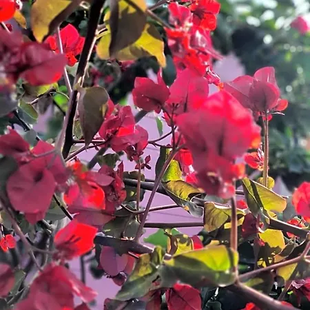 Sa Mariposa 4*