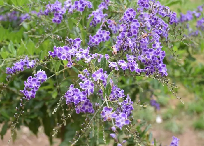 Sa Mariposa Oda ve Kahvaltı